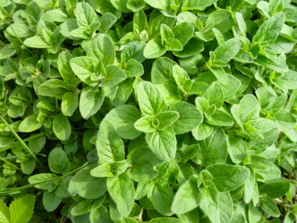 خواص پونه کوهی