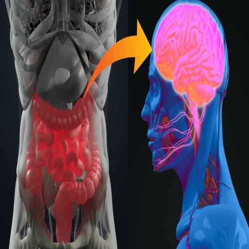 میکروبیوم روده و تاثیرات آن بر افسردگی و استرس