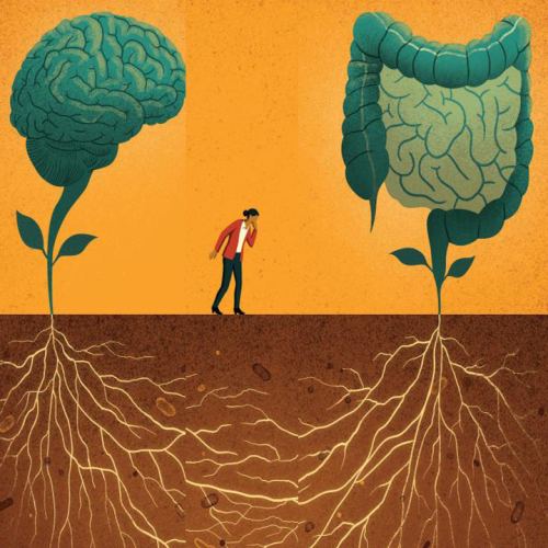 نقش سلامت روده در عملکرد مغز