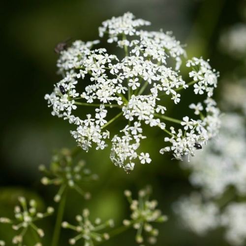اثر گیاهان سمی بر سیستم ایمنی بدن