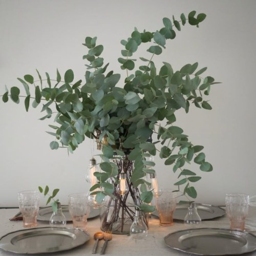 خواص درمانی گیاه اکالیپتوس برای سیستم تنفسی
