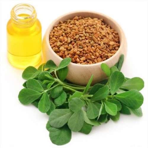 شنبلیله؛ گنجینه‌ای طبیعی برای سلامتی، زیبایی و توازن بدن