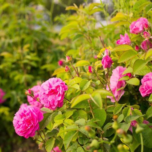 فواید مصرف گل محمدی در کاهش اضطراب و بهبود خواب